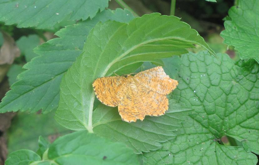 Angerona prunaria? S�